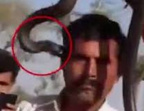 Սելֆի կոբրայի հետ. մեկ ժամ հետո տղամարդը մահացել է (տեսանյութ, լուսանկարներ)